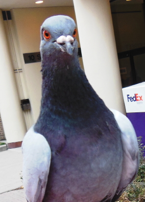 pigeon